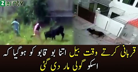 Unfortunetally Before Qurbaani Uncontrolable Cow shooted