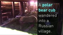 Polar bear cub rescued from Russian village