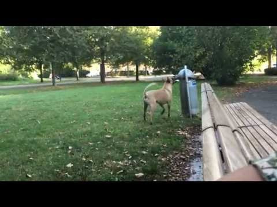 Clever Dog Helps Owner by Putting Trash in the Bin