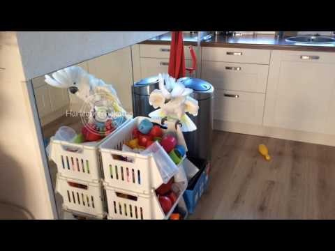 Cockatoo Loves Creating a Mess After Owner Cleans