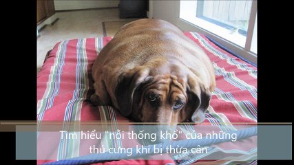 Tìm hiểu nỗi thống khổ, của những thú cưng khi bị thừa cân