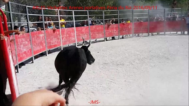 ARLES-Vachettes Arenes portatives-Féria du Riz-2016/09/11