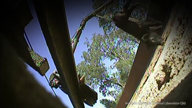 'Dark side' of Australian greyhound racing prompts shutdown