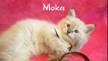Les chatons sibériens des Plumes d'Opale, septembre 2016