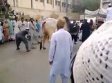 Sibbi Run Before Qurbani 2016