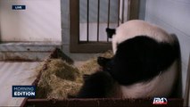 09/15: Environmental news : pandas taken off endangered species list