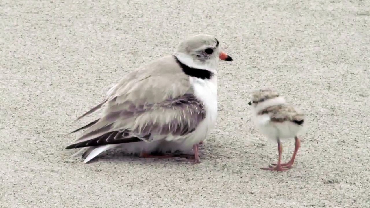 Mais ils sont combien sous cet oiseau?!