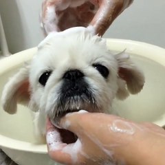 Ce petit chien adoooore prendre son bain !