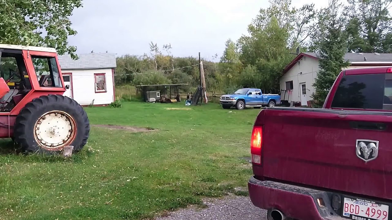 Des énormes ours essayent de bouffer les canards d'une ferme au canada !