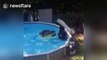 Black bear cools down in backyard pool