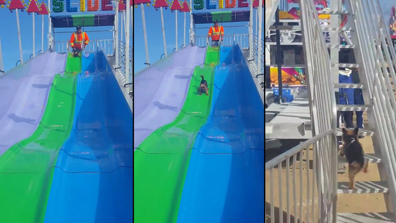 Ce chien adore faire du toboggan