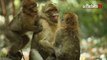 « Terre de Singes » : un nouveau parc dédié aux macaques