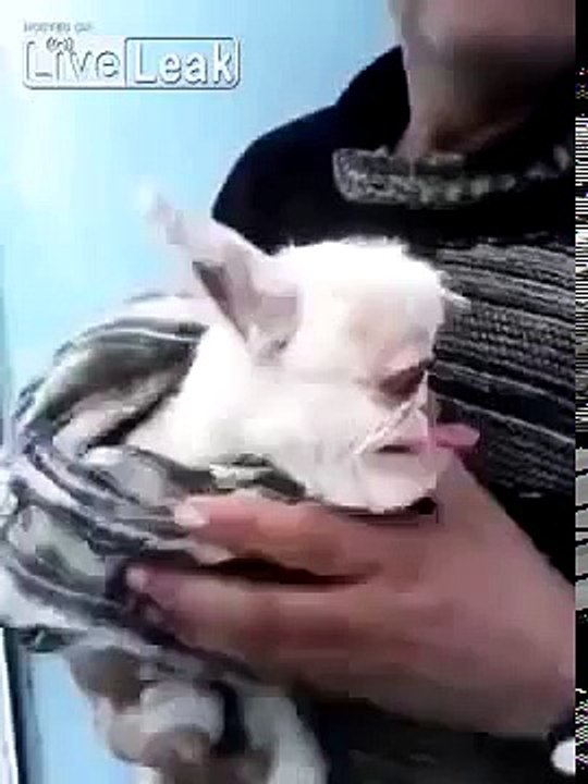 Avez vous déjà vu un mouton cyclope ?