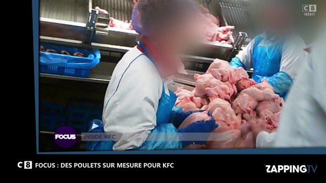 Focus - KFC : Le fast-food fabrique ses poulets sur mesure dans ses élevages (Vidéo)