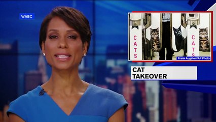 Les chats envahissent le métro de Londres !