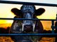 Cowspiracy: Trailer HD VO