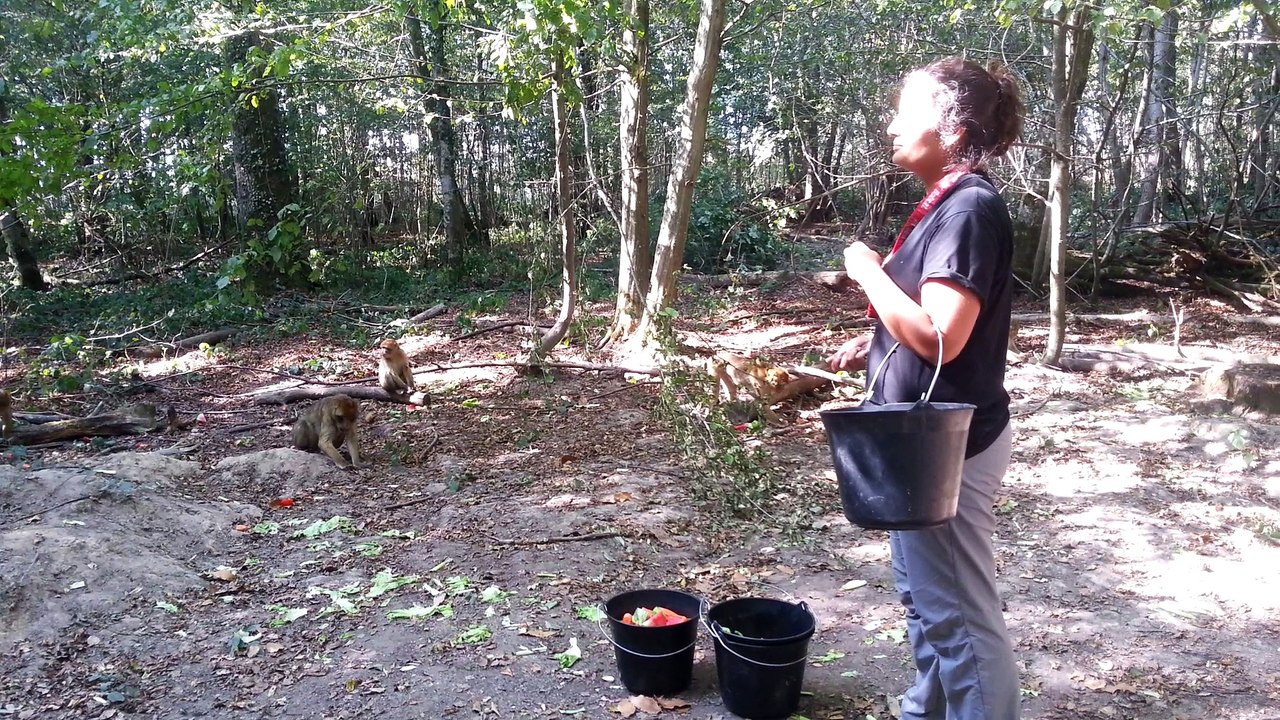 Sofia nourrit les singes de Terre de Singes