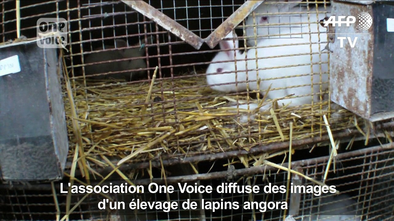 One Voice dénonce le traitement infligé à des lapins angora