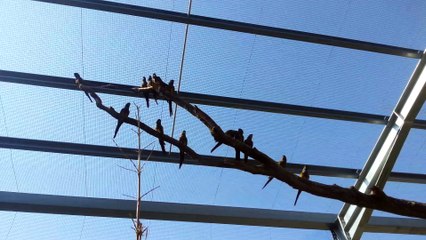 La volière de Terre de Singes, à Lumigny