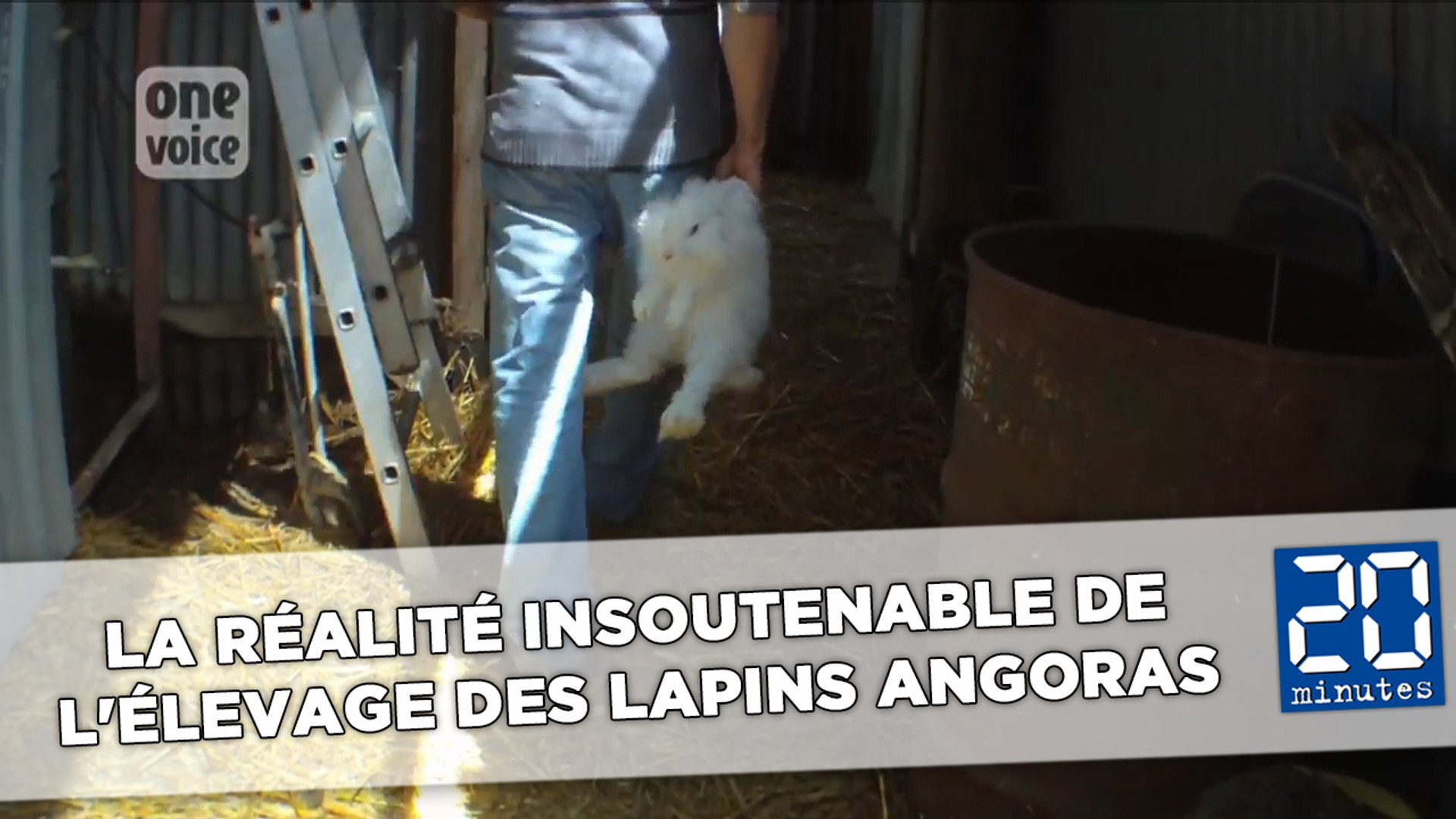 ⁣La réalité insoutenable de l'élevage des lapins angoras