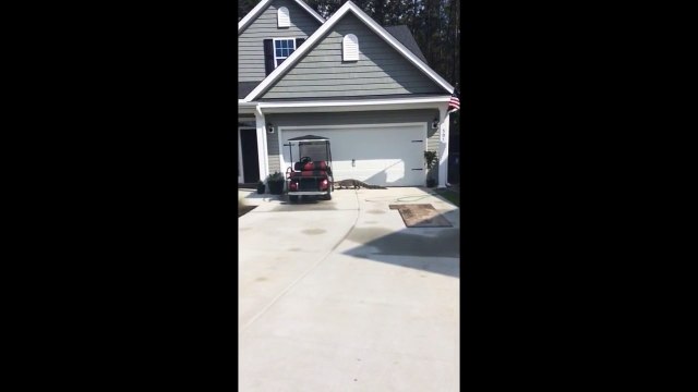 Alligator Attempts to Ring Neighbors Doorbell...
