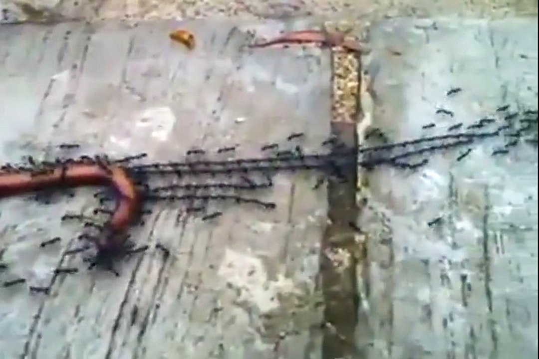 Watch this incredible video of ants team work