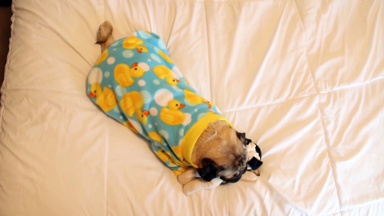 Doug the Pug s Bedtime