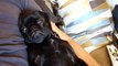 Funny  Darth Vader Pug! Black pug puppy snoring very loudly!