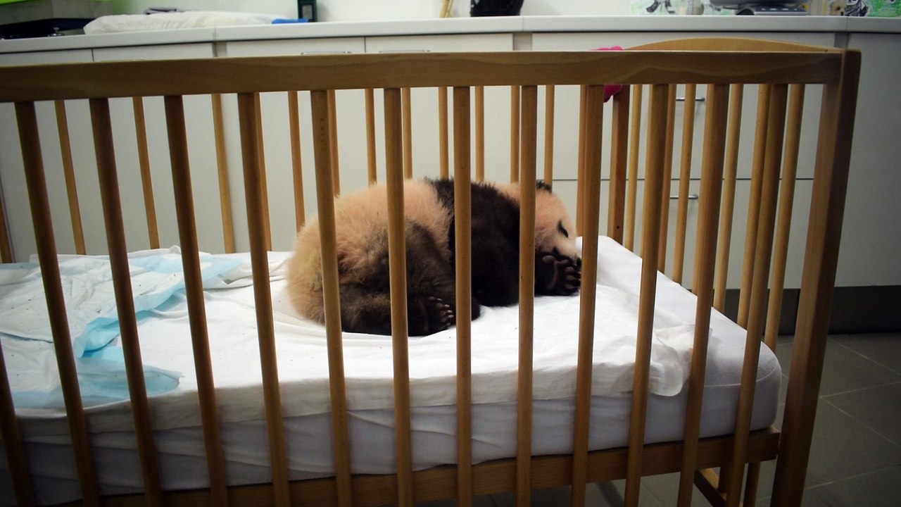 Ne l'appelez plus "Baby P"