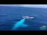Rare White Humpback Whale Spotted in Great Barrier Reef