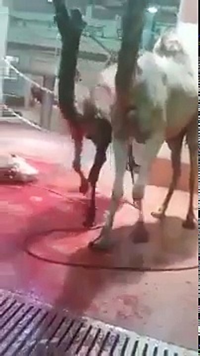One man slaughtered dozens of camels in few minutes