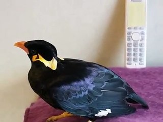 BIRD SPEAKS JAPANESE!