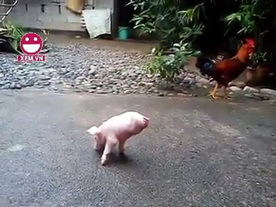 a pig no legs