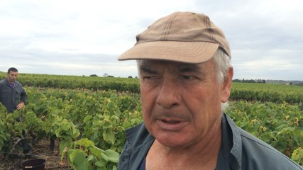 Premières vendanges en Muscadet