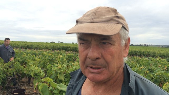 Premières vendanges en Muscadet