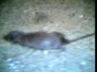 Souris Bouré (reveil)