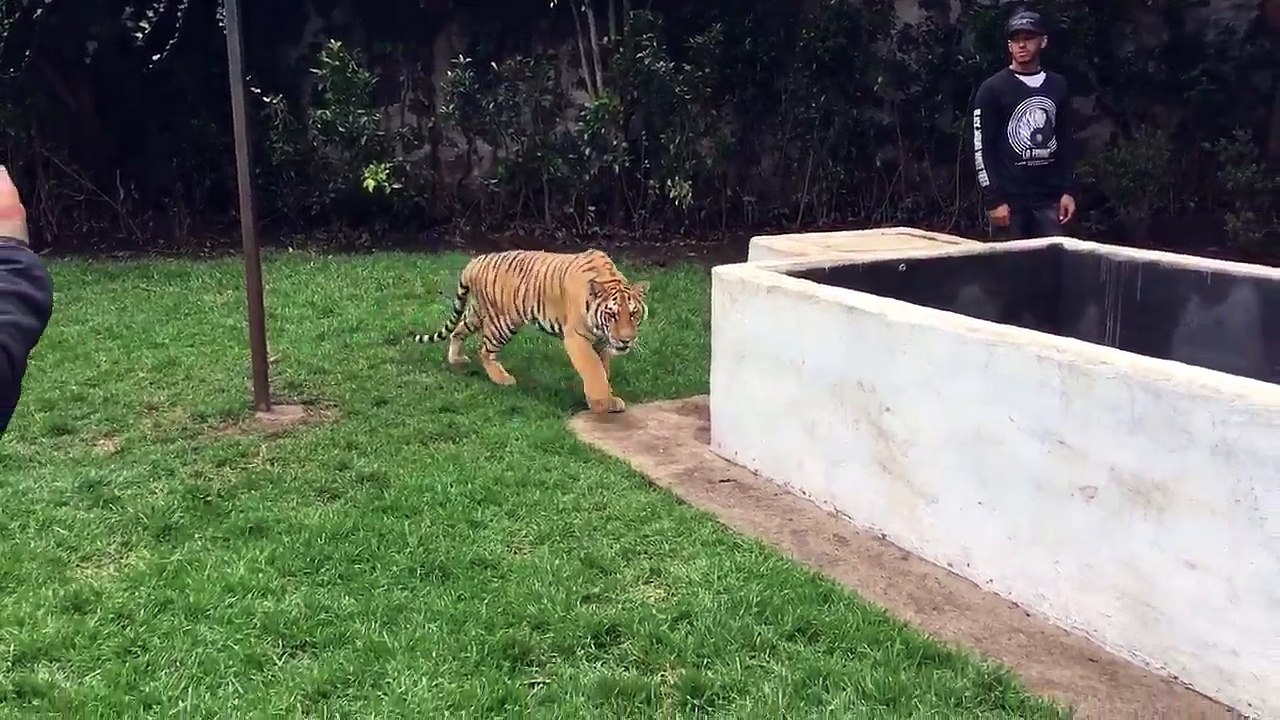 Lewis Hamilton s'amuse à faire peur à un tigre