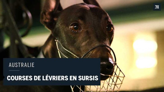 L'Australie s'apprête à interdire les courses de lévriers