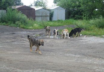 Chiens errants en outremer : quels recours ? - LTOM