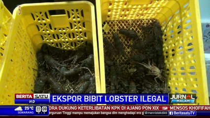 Polda Metro Jaya Gagalkan Ekspor Bibit Lobster Ilegal