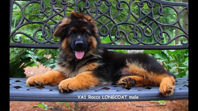 Julie Martinez | Mittelwest German Shepherds Julie Martinez