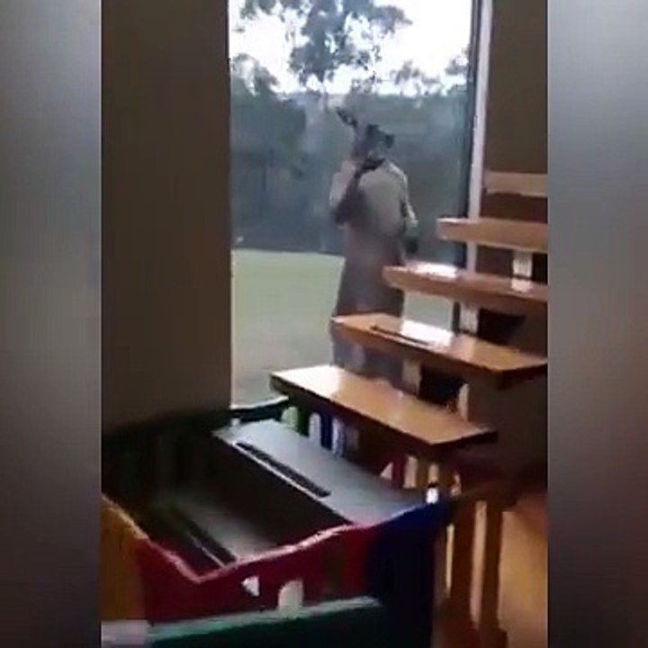 Angry Kangaroo Wants In