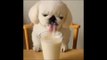Cute Little Dog Enjoys a Cool Refreshing Drink