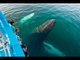 Anniversary Surprise Leads to Up-Close Encounter With Humpback Whales