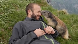 Formidable moment de tendresse entre une marmotte et un randonneur