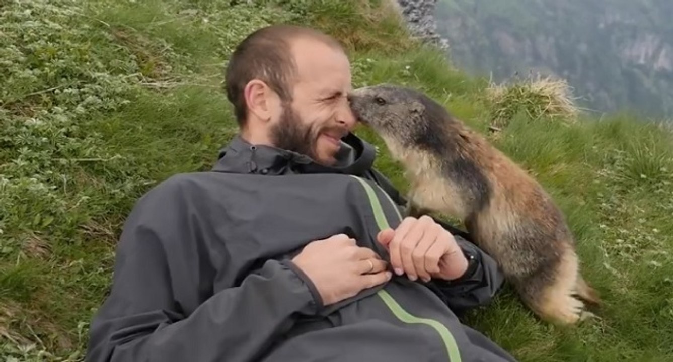 Formidable moment de tendresse entre une marmotte et un randonneur