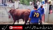 Dangerous Cow Qurbani - Professional Qasai 2016 - 2017 - Funny Video - YouTube