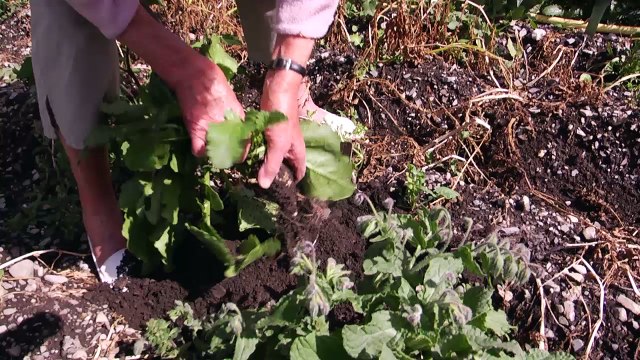 Hautes-Alpes : Le navet de Crévoux, une exclusivité de la commune qui compose un plat unique