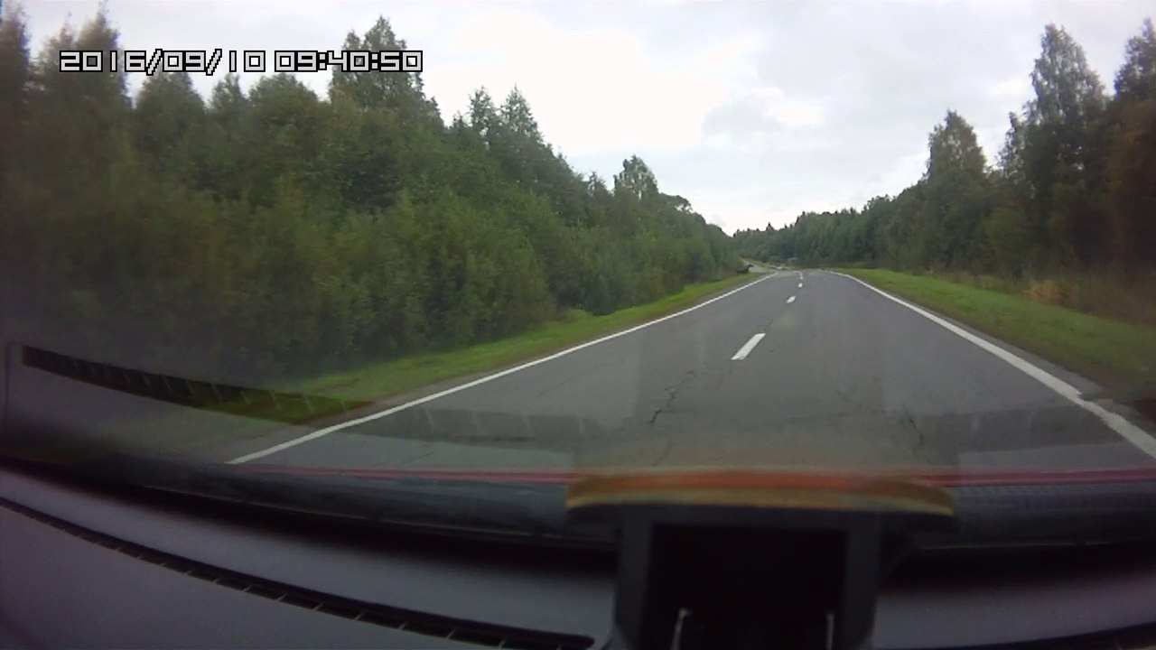 Moose Hit By Car