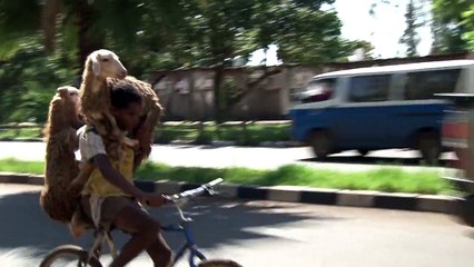 Ethiopian Shepard Carries Two Sheep on Bicycle